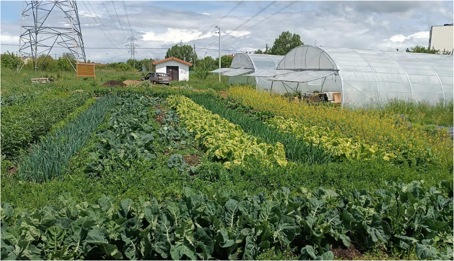 basaldea-huerto-agroecologico