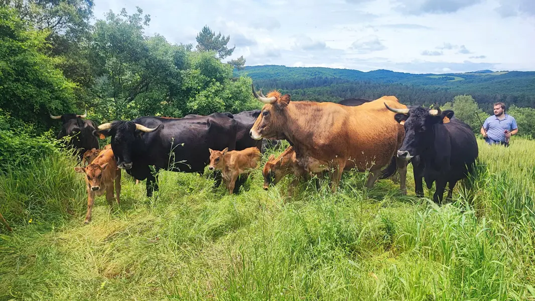 silvopastoreo-vacas-alava-aleko