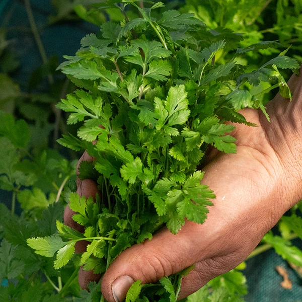 cilantro