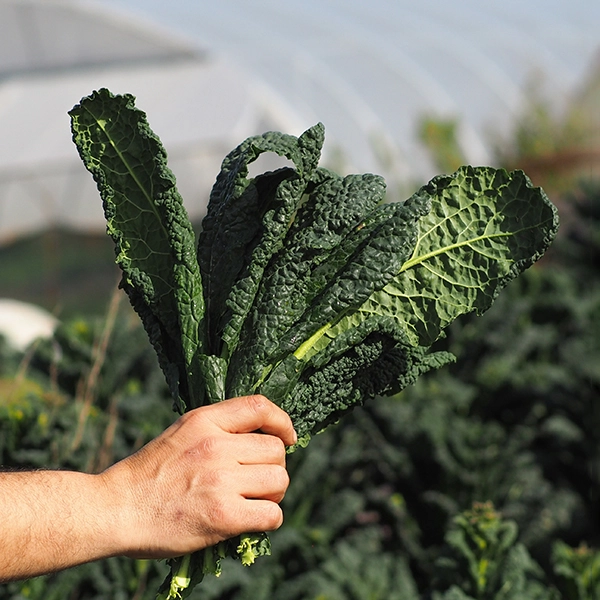kale
