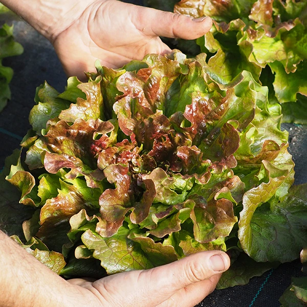 lechuga-roble